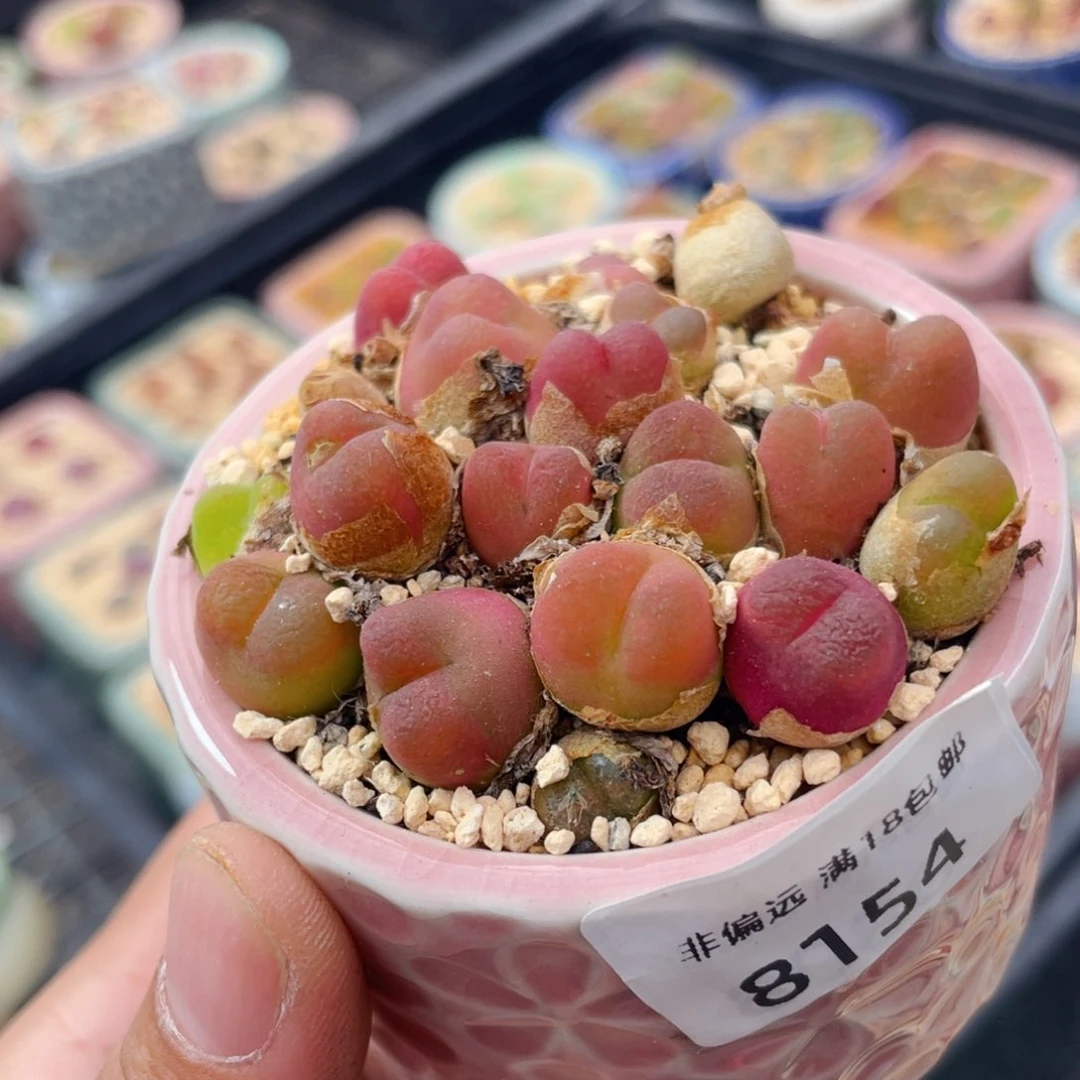 无花朵萱**贝8154/-一物一拍 带盆