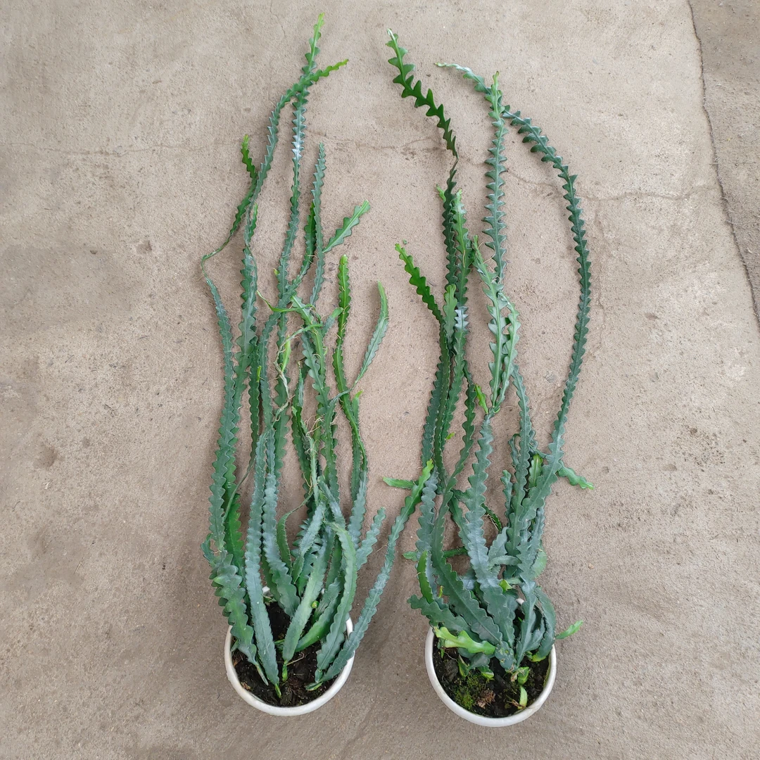 鱼骨令箭稀有仙人掌科花卉四季好养锯齿昙花耐阴可挂板养垂吊植物