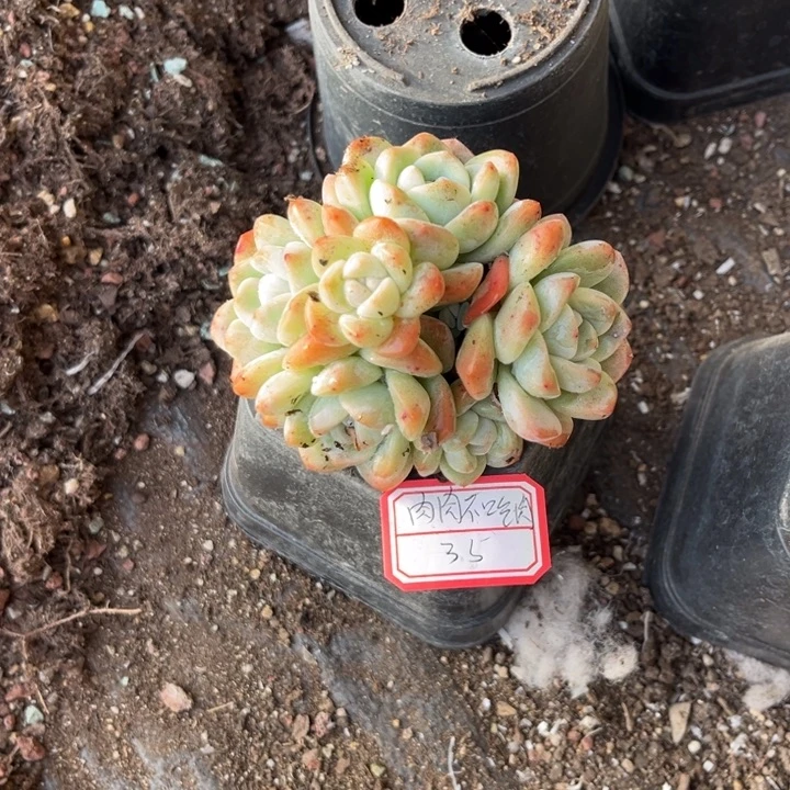 肉***肉冰玉多肉十方盆6头