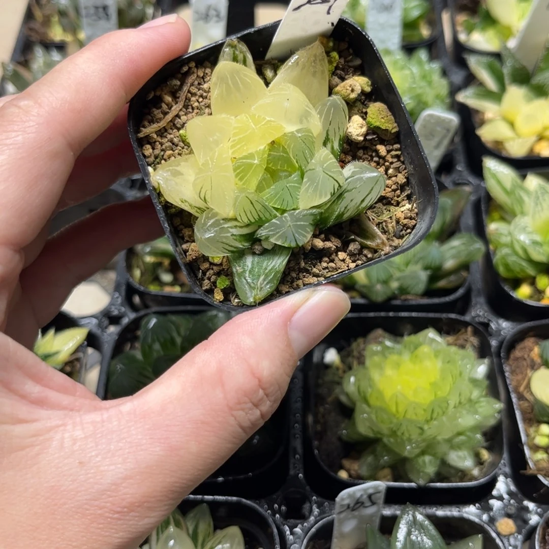 257龙鳞玉露锦一物一拍