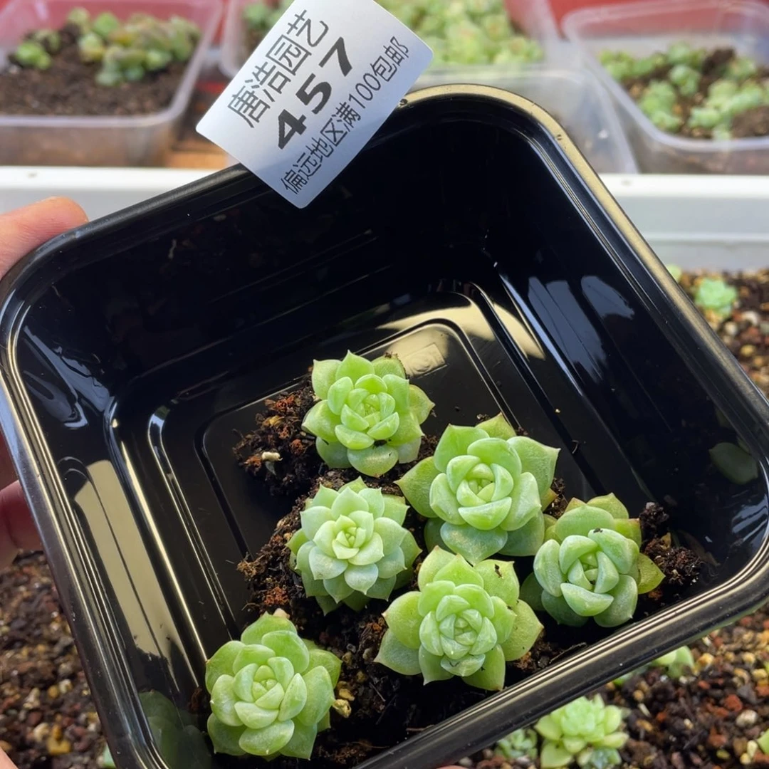 泼天财富一物一拍457….