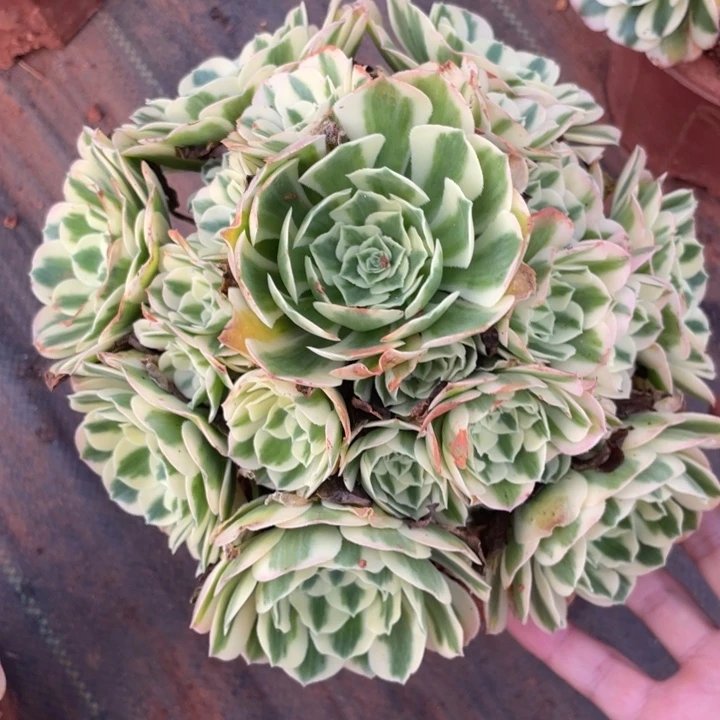 度夏迈巴赫法师锦锦锦