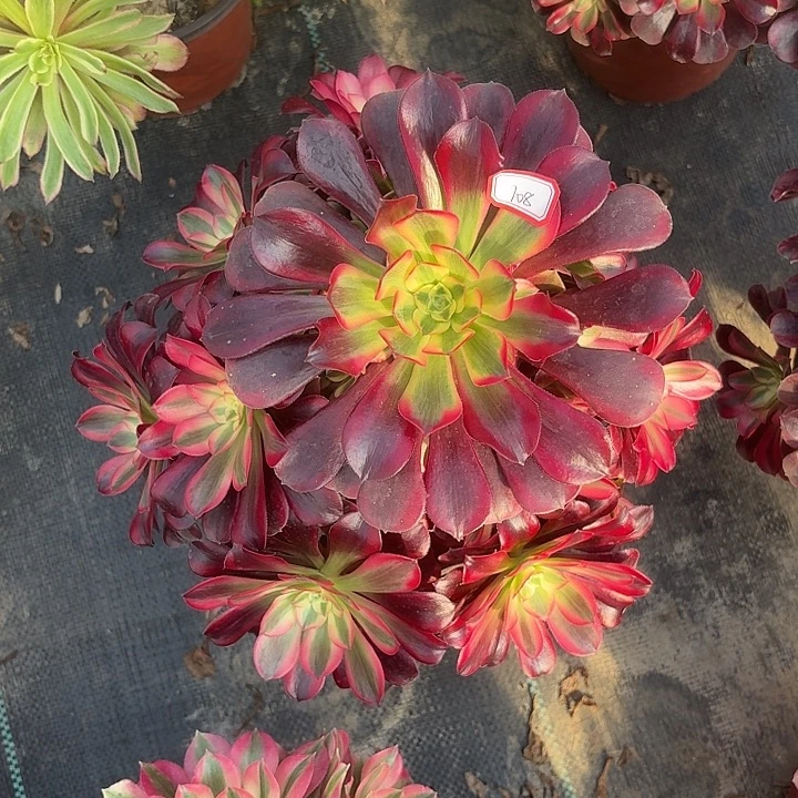 美杜莎108多肉植物法师