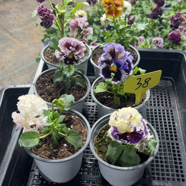 完全开放角瑾38无售后