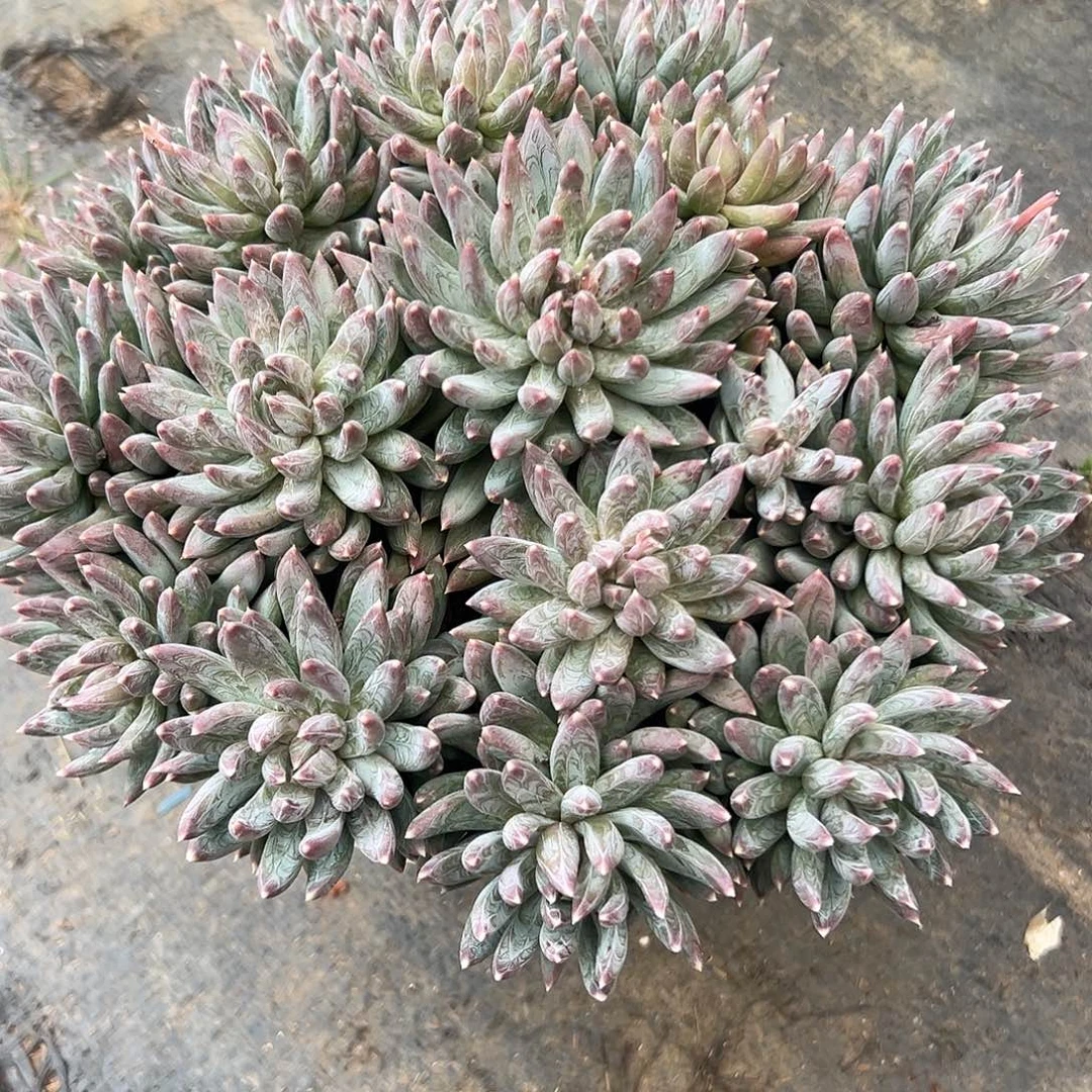 炫彩星平头多肉植物