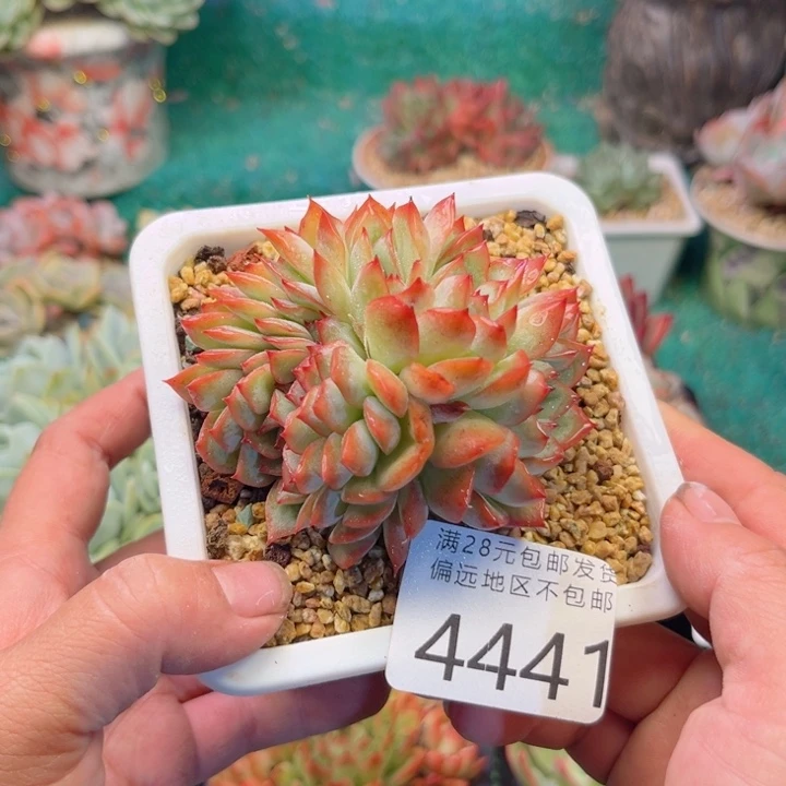 大4441、xvcvvbbbnn