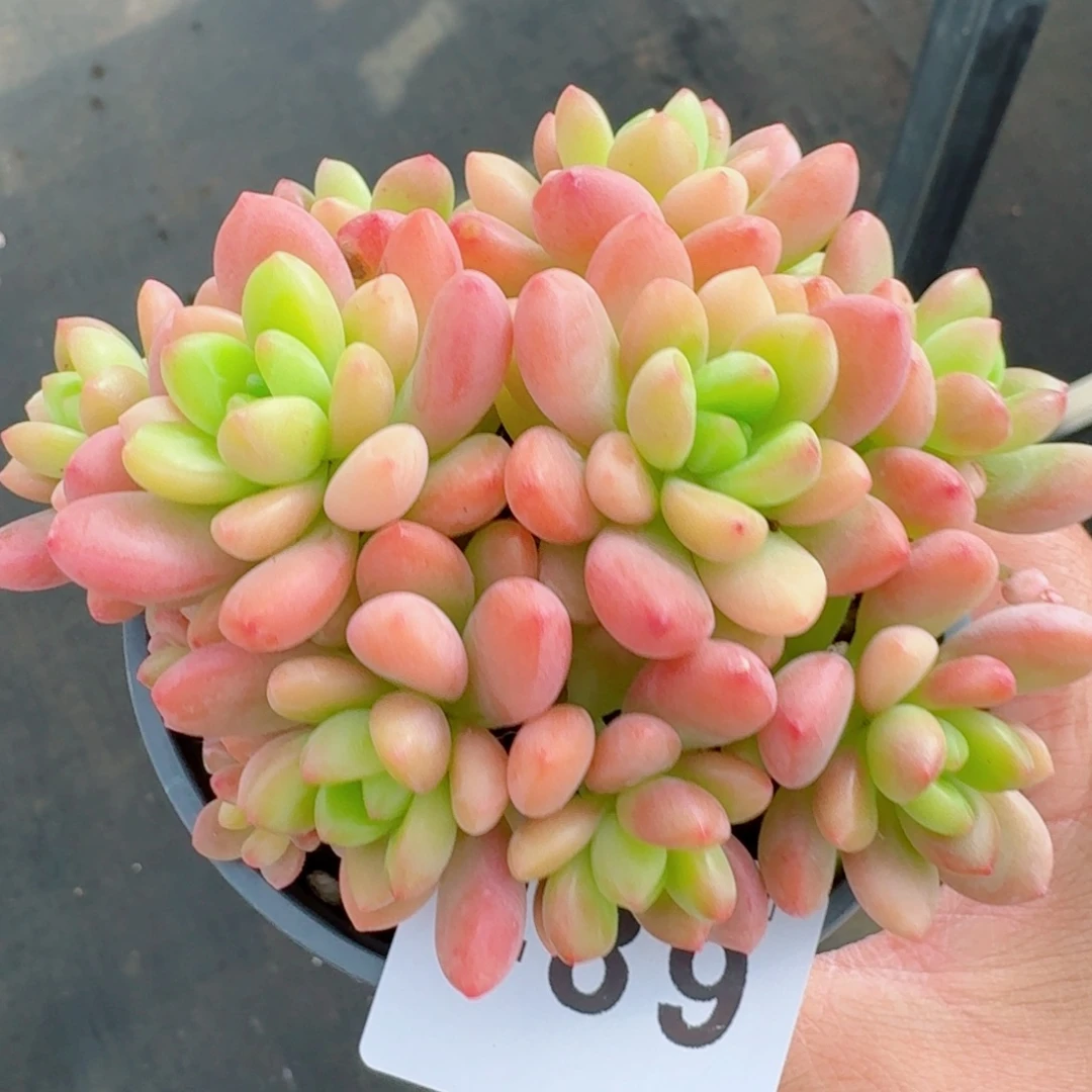 香格里拉      愿你一路坦途，乘风破浪展宏图