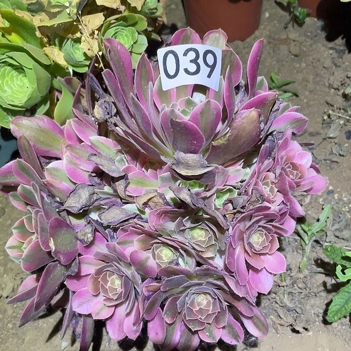 多肉植物法师39香妃