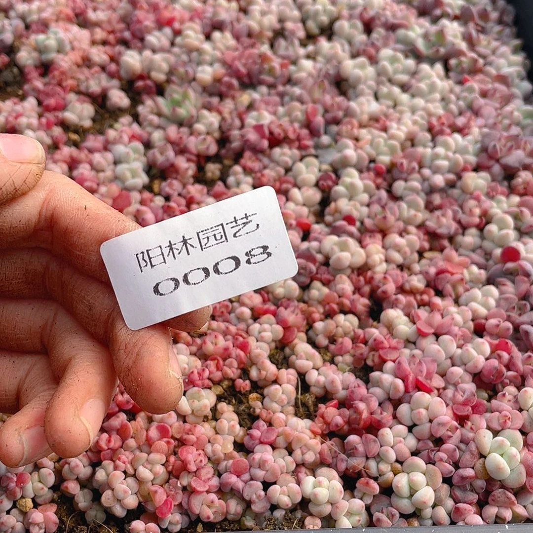 温***C多肉植物多肉植物8