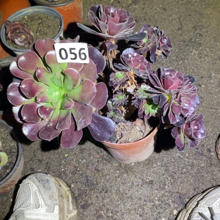 056号欧紫朵朵缀法师