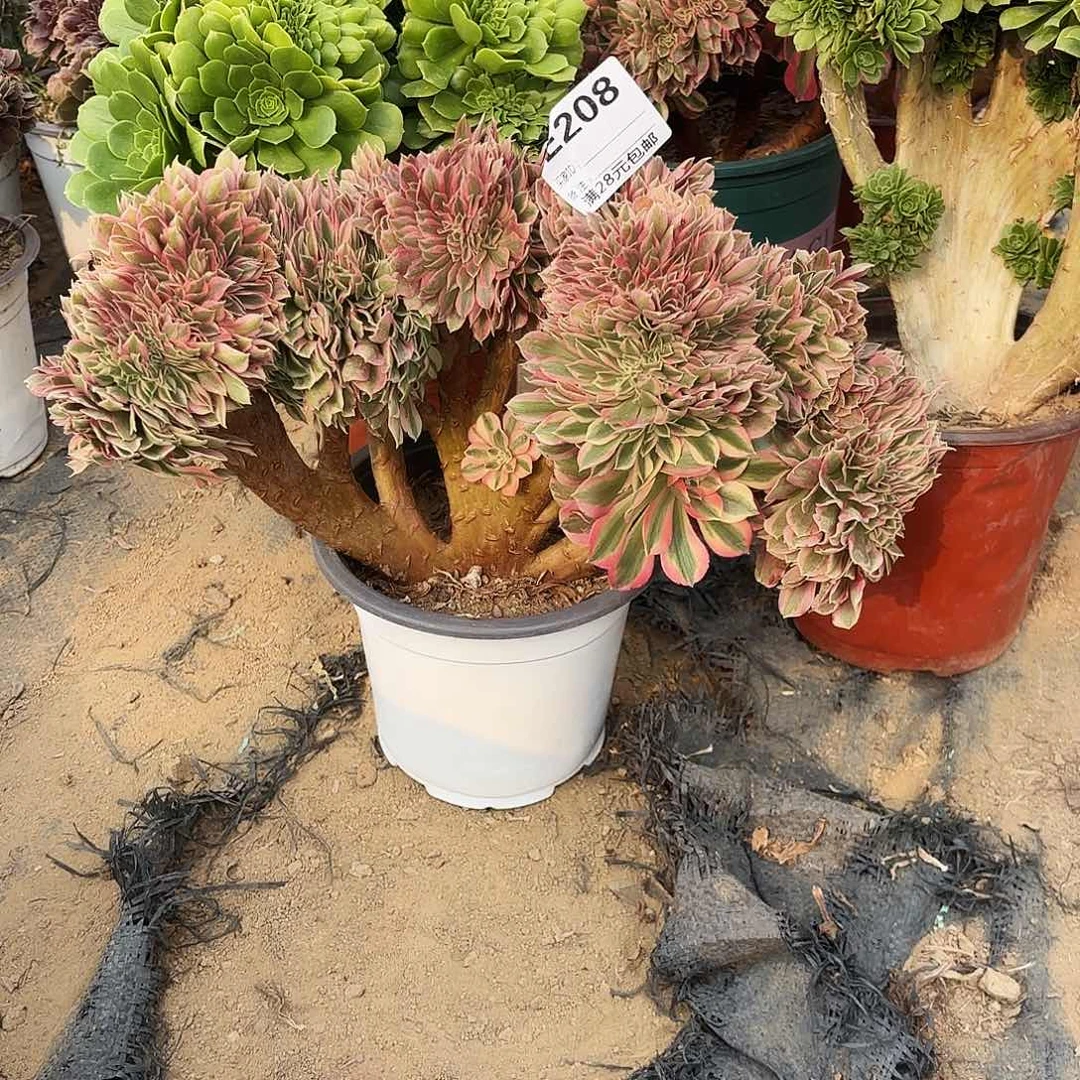 208粉女巫缀多肉植物