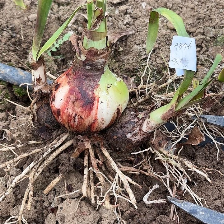 吴*宝双梦8.5带侧带土4846