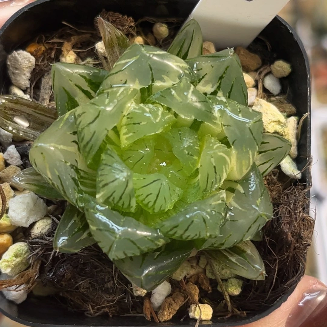 67大窗龙鳞玉露锦福利专场