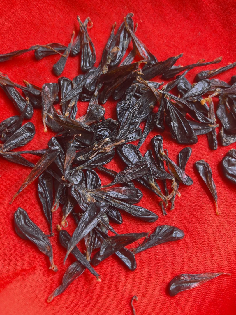 云南土特产 滋补农产品 蛇，胆