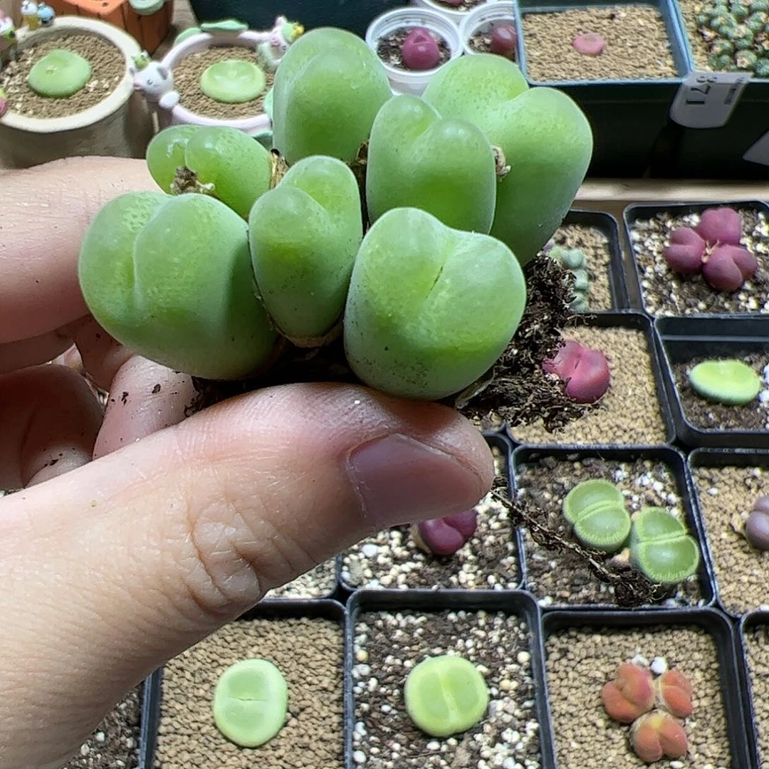 【闪购商品】49 福利