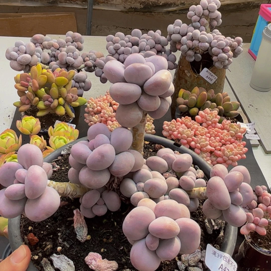 474/18cm芭比奶酪多肉