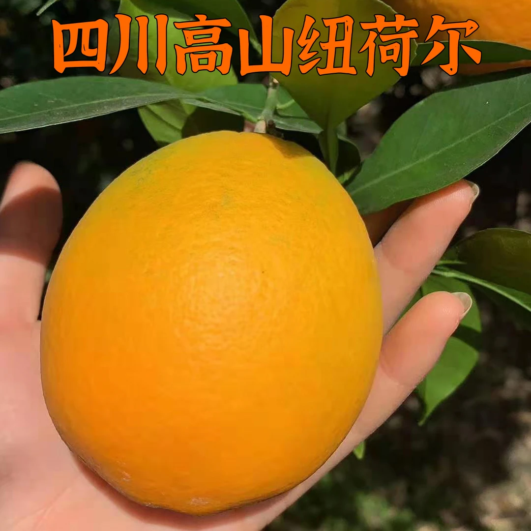 正宗四川纽荷尔脐橙新鲜水果整箱橙子爆甜包邮