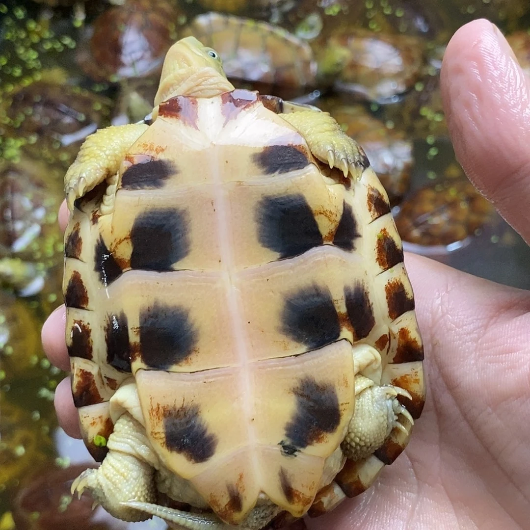 母绿毛龟?*冰1111