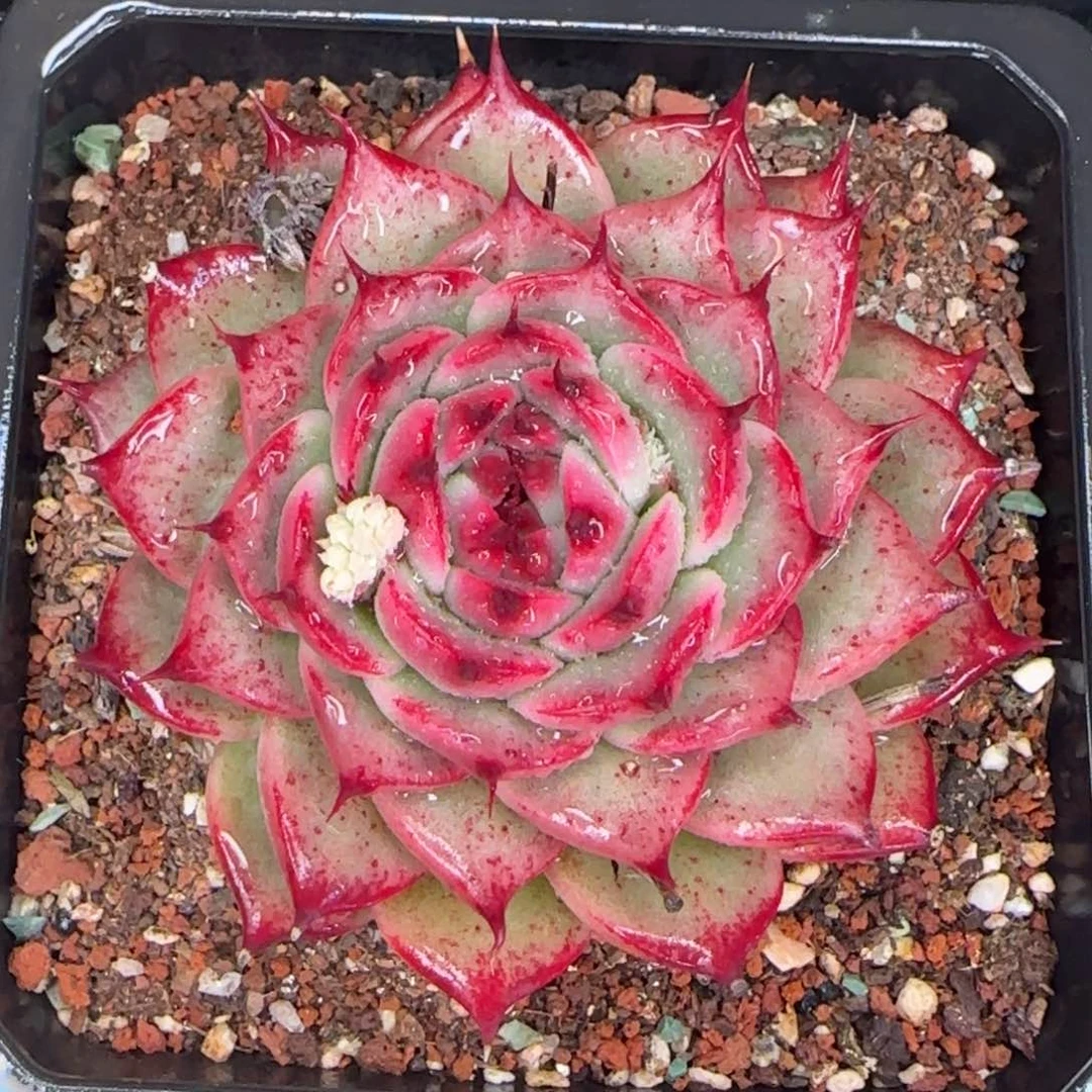 从前慢花园精选多肉托斯卡