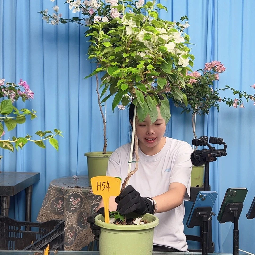 发***子大部分开放少量花苞H54白狐狸