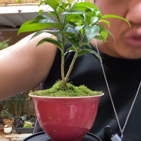 红陶一物一拍所见即所得177
