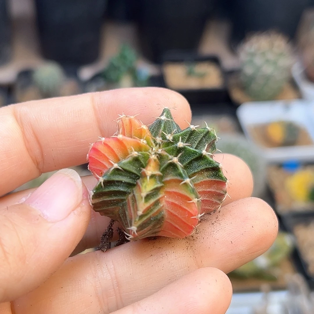 *****选拔肋骨牡丹锦一颗