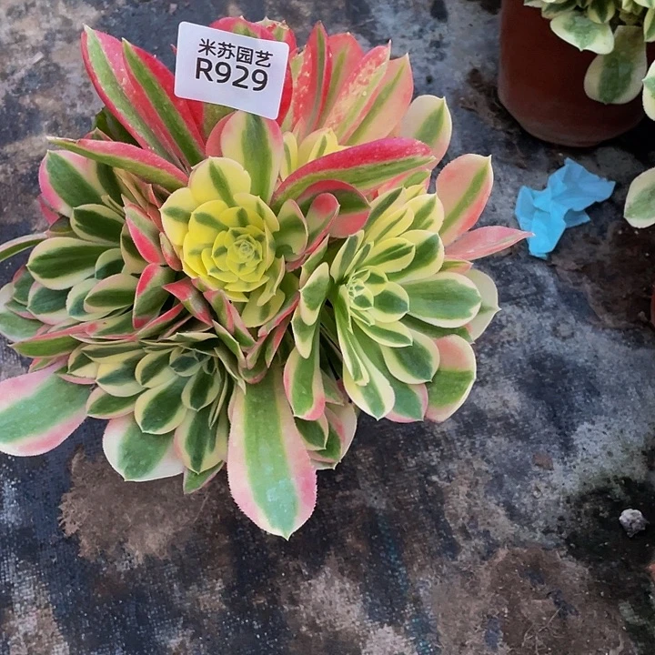 子*929多肉植物的生长