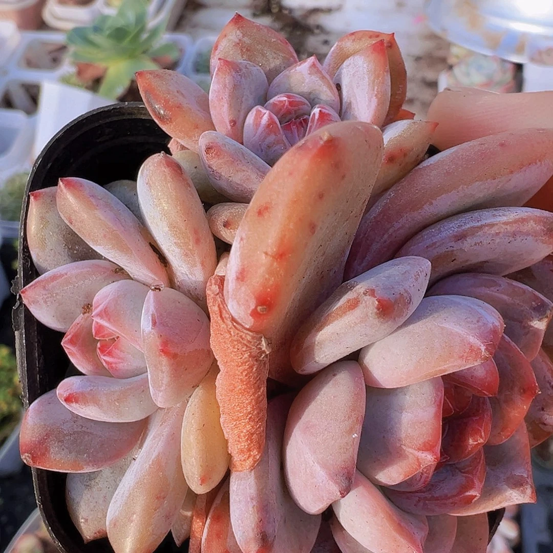 石榴籽群2盆19包邮多肉