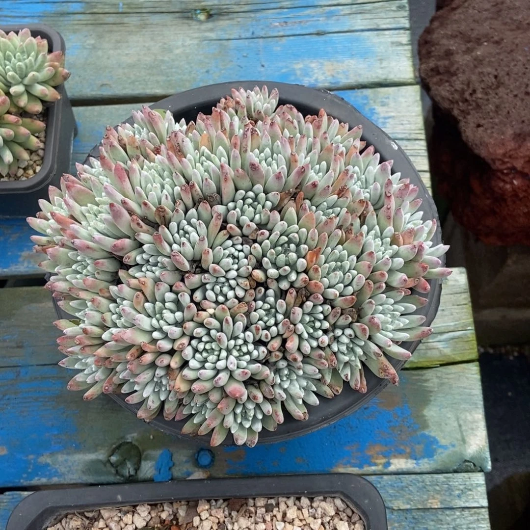 白鹭多肉植物啦啦啦
