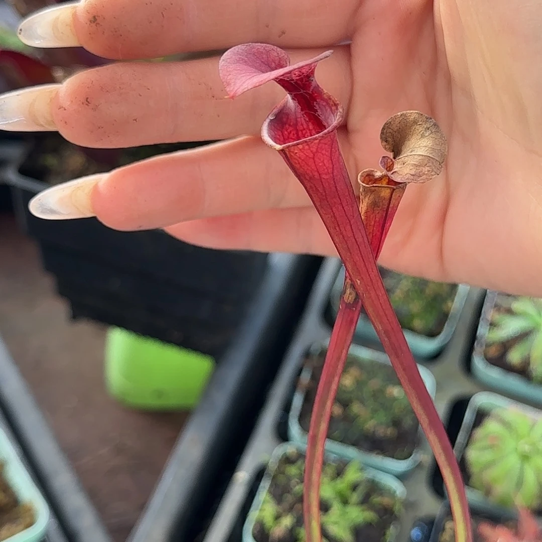 完全开放F27瓶子草