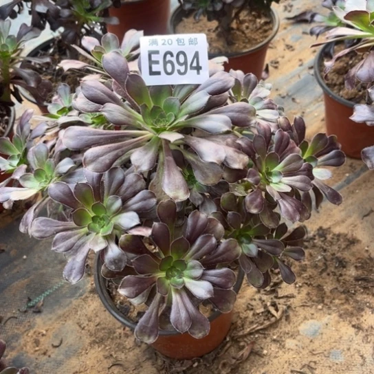 694黑元叶不包断枝