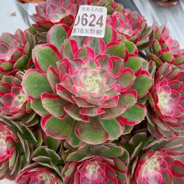 多肉法师控诉里多