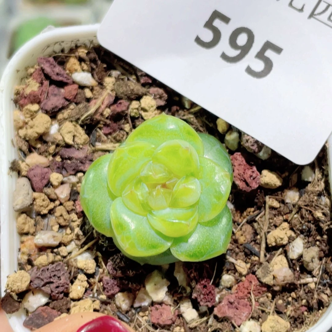 595号糖心冰心珍妮 编号135