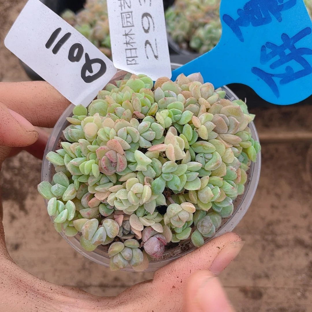 量拍多肉植物多肉植物293