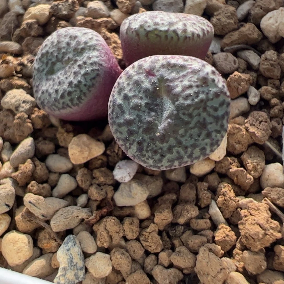 540 好看的多肉冲冲冲