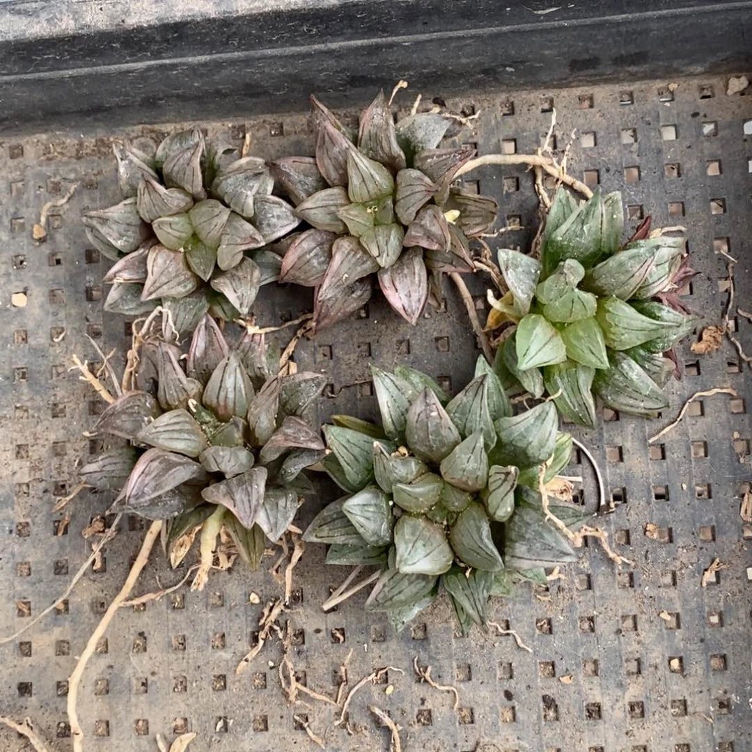 2633 一颗西瓜寿 超级福利