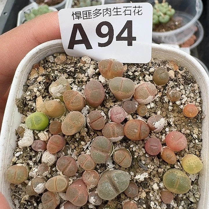 94多肉植物多肉植物