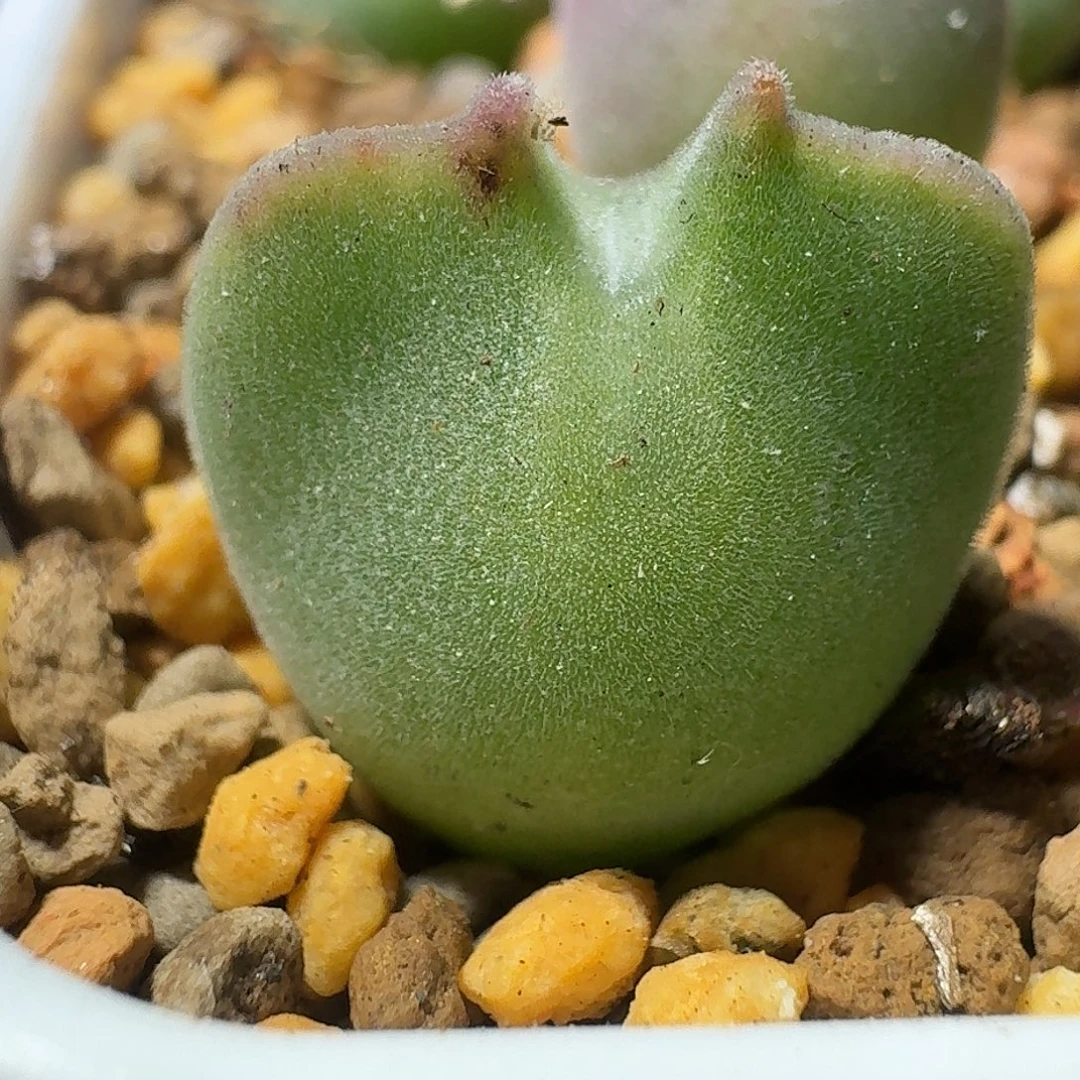 38号单头空蝉一物一拍