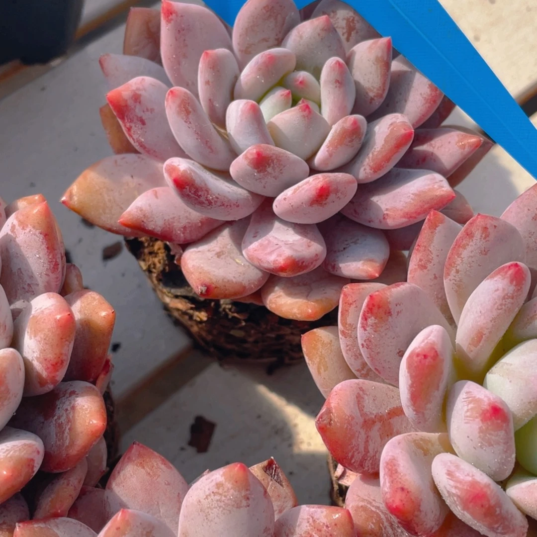 1117-8-奶油粉半夏单头一颗