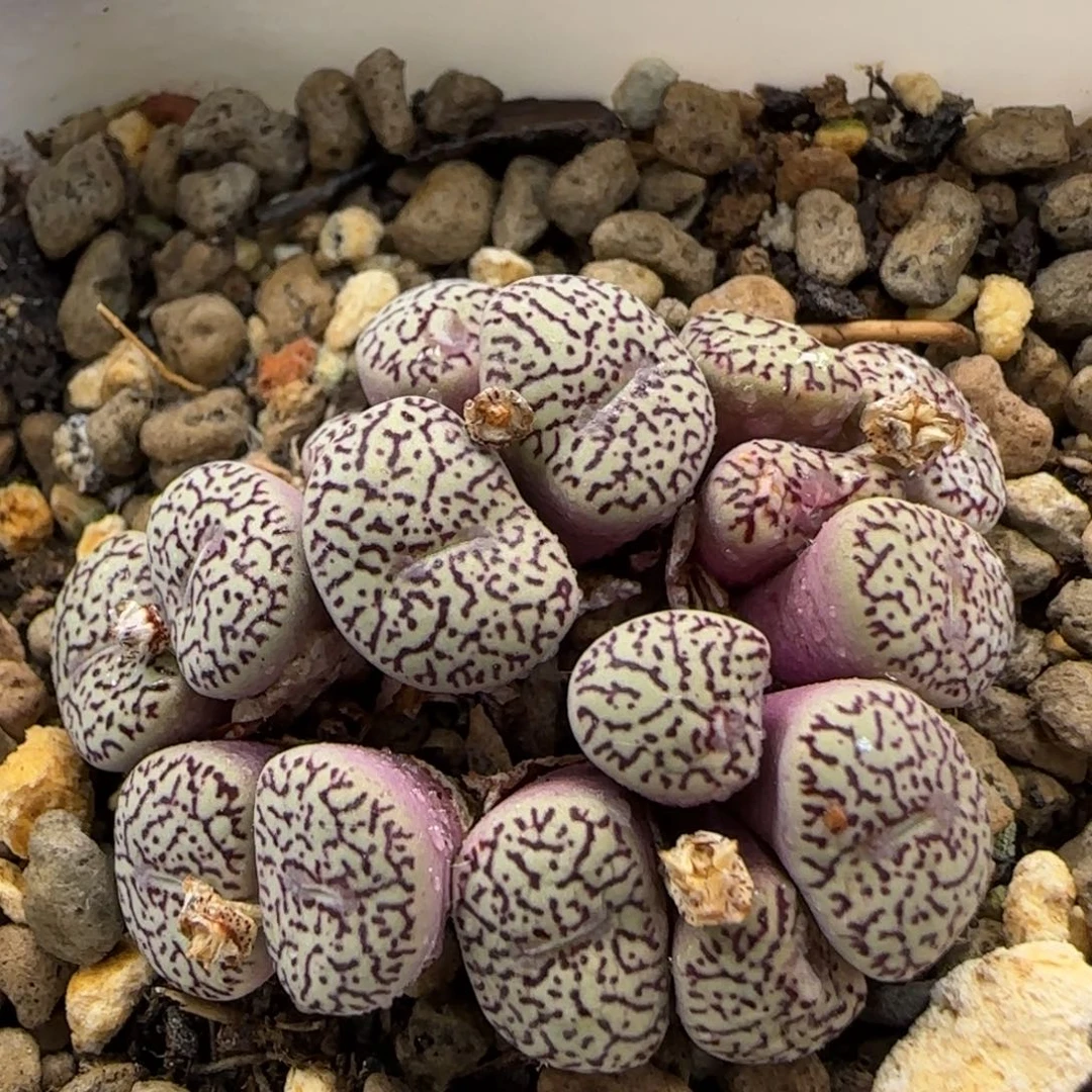 6-16-7-2当天满38包邮17头墨小锥脱土