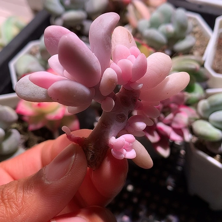 小叶粉兔锦锦锦可嫁接