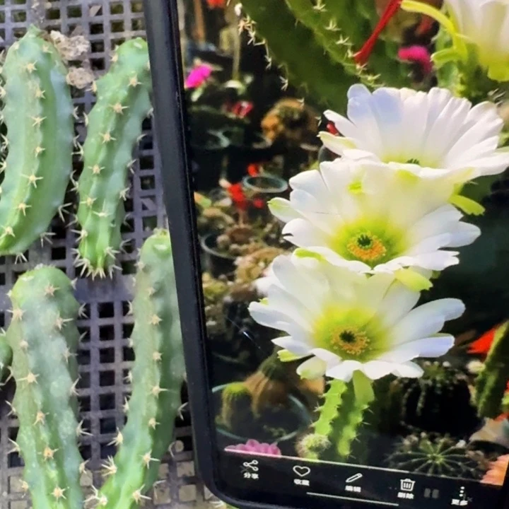 22白美花角歪一个5公分左右无根侧牙，20包邮