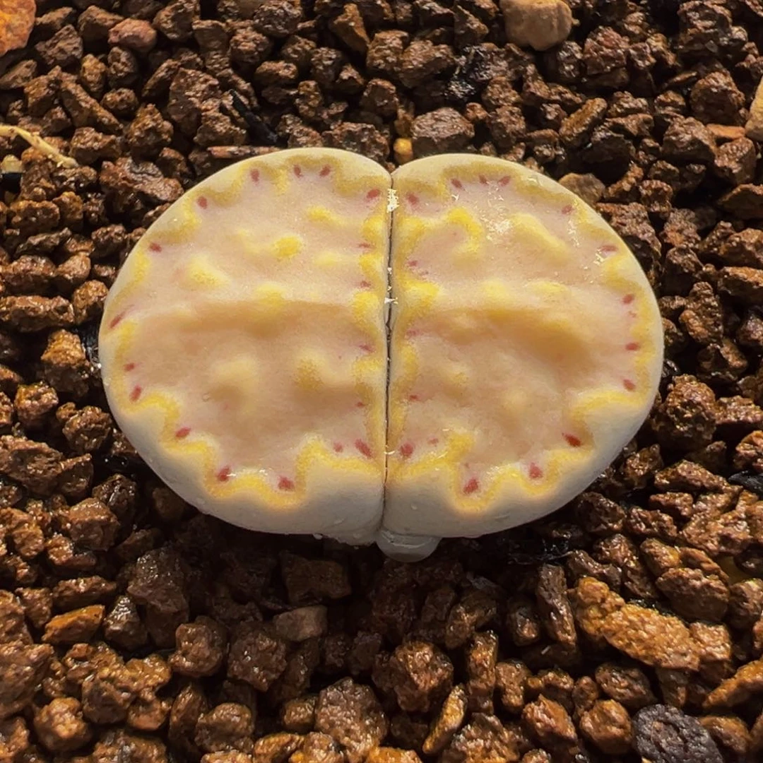 452多肉植物种类多样