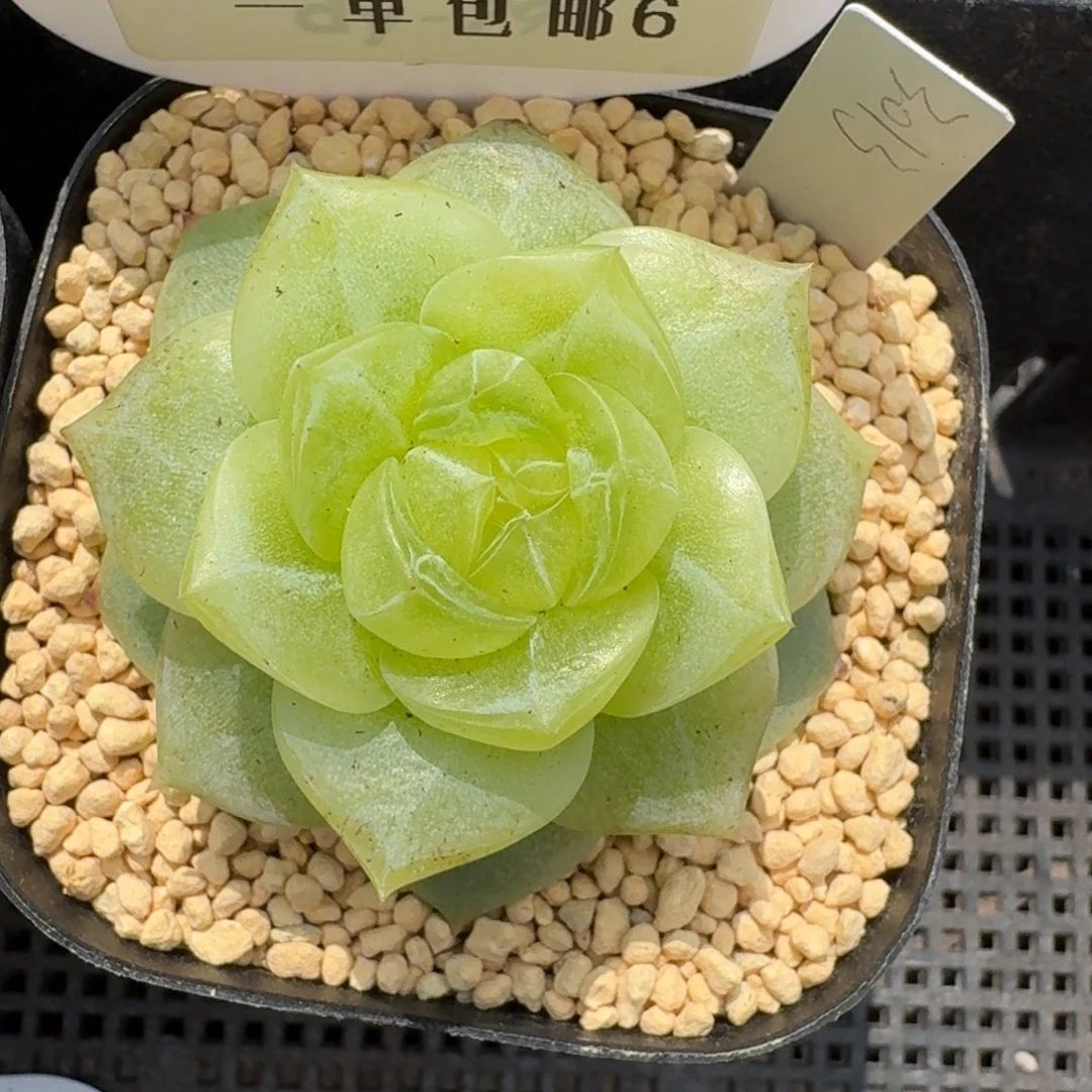 0223-06-柠檬珍妮