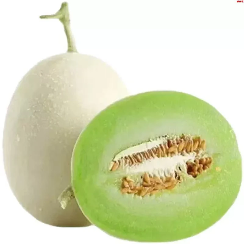 林氏白兰瓜 香甜脆爽多汁 2颗5斤起辽宁发货