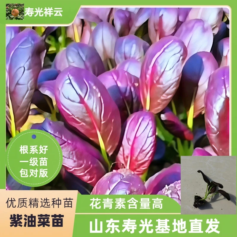 山东寿光直发紫罗兰紫冠油菜苗秧带土抗病四季庭院地栽阳台盆栽
