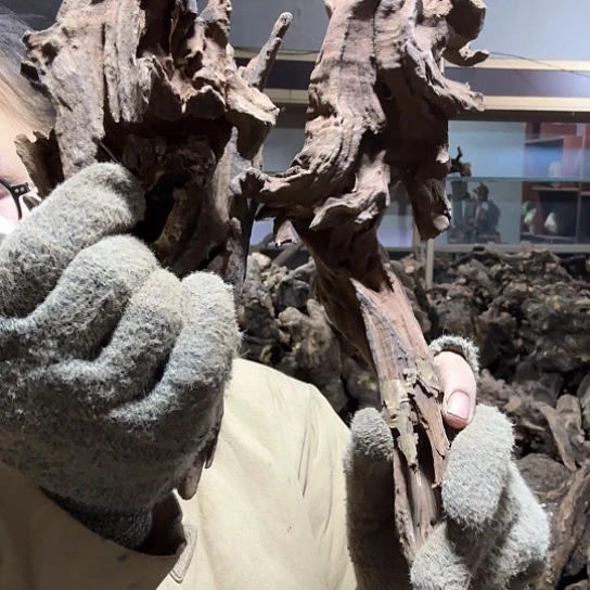 香榧木安*火琉璃的毛料摆件