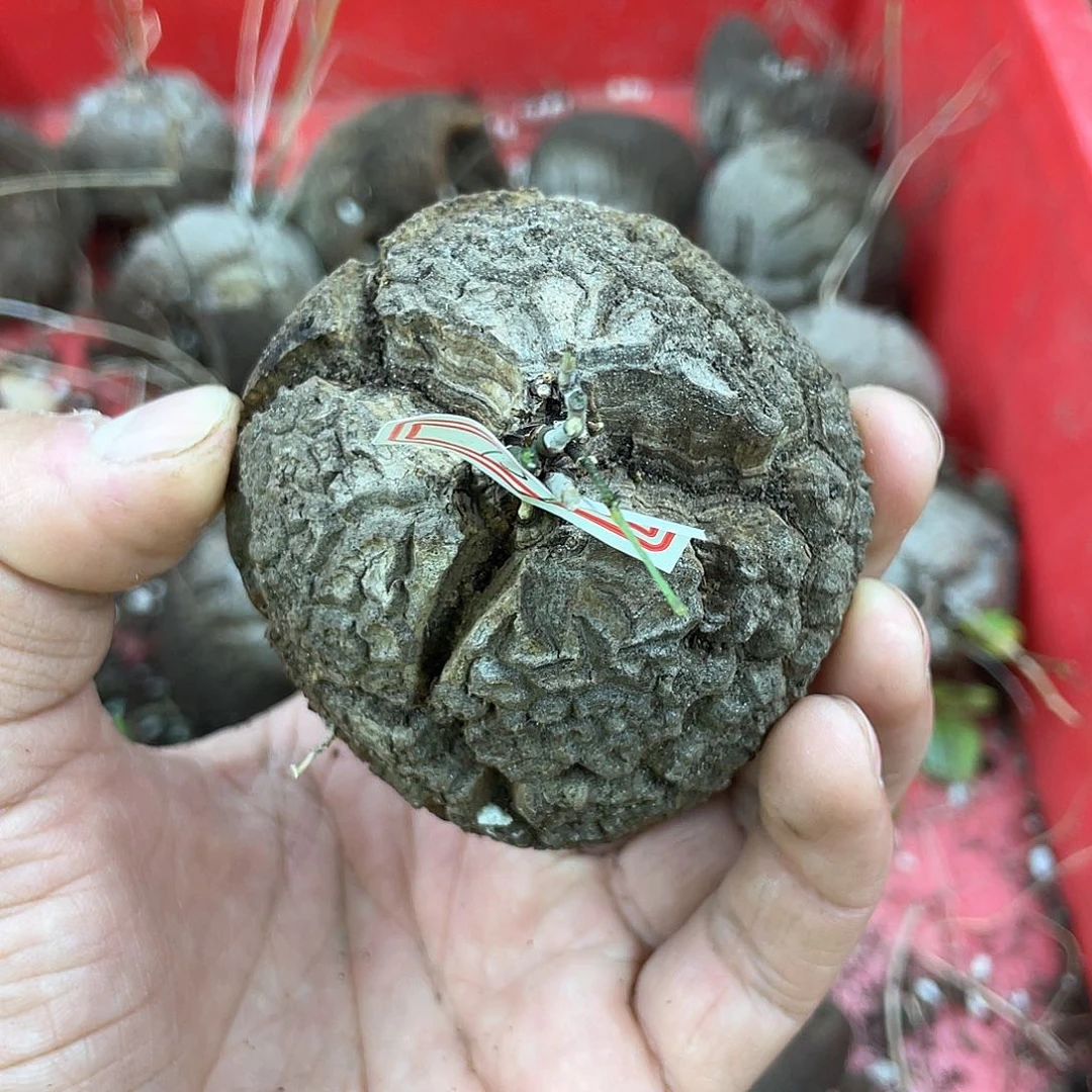 龟甲龙一物一拍1595号7cm