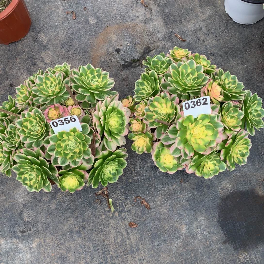 海鲜356362组合福利102000000