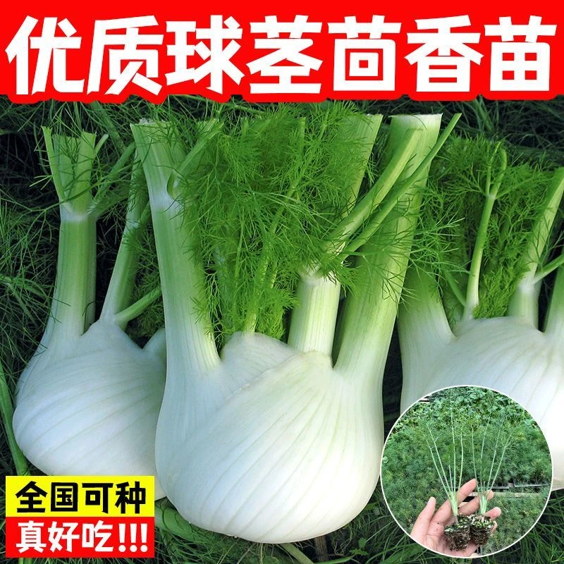球茎茴香种子结球秧苗割茬小茴香籽阳台庭院四季播盆栽菜种子